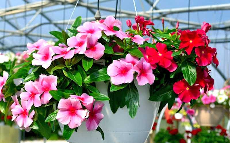 Những loài cây nên trồng ở ban công vào mùa hè cho nhà thêm rực rỡ.