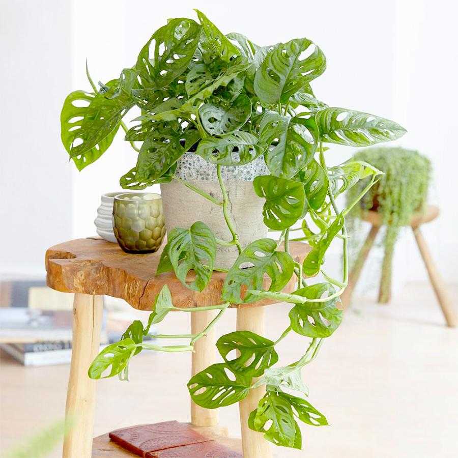 Top 10 cây phong thủy nên đặt trên bàn làm việc năm 2026