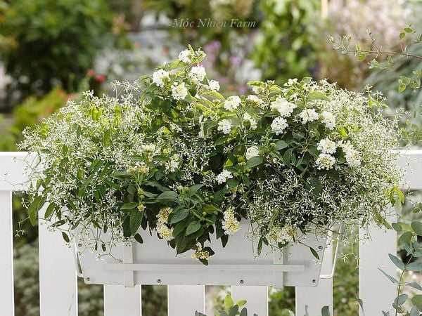 Những loài cây nên trồng ở ban công vào mùa hè cho nhà thêm rực rỡ.